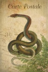 Vintage art postcard snake