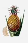 Vintage Ananas-Frucht-Kunst