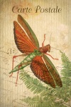 Vintage pohlednice hmyz kobylka