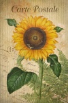 Vintage postcard sunflower flower
