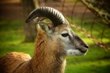 Ram Mouflon Wild Sheep