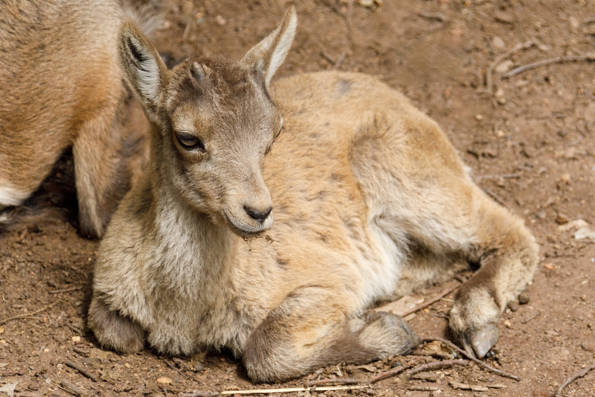 Alpine Ibex Baby Free Stock Photo - Public Domain Pictures