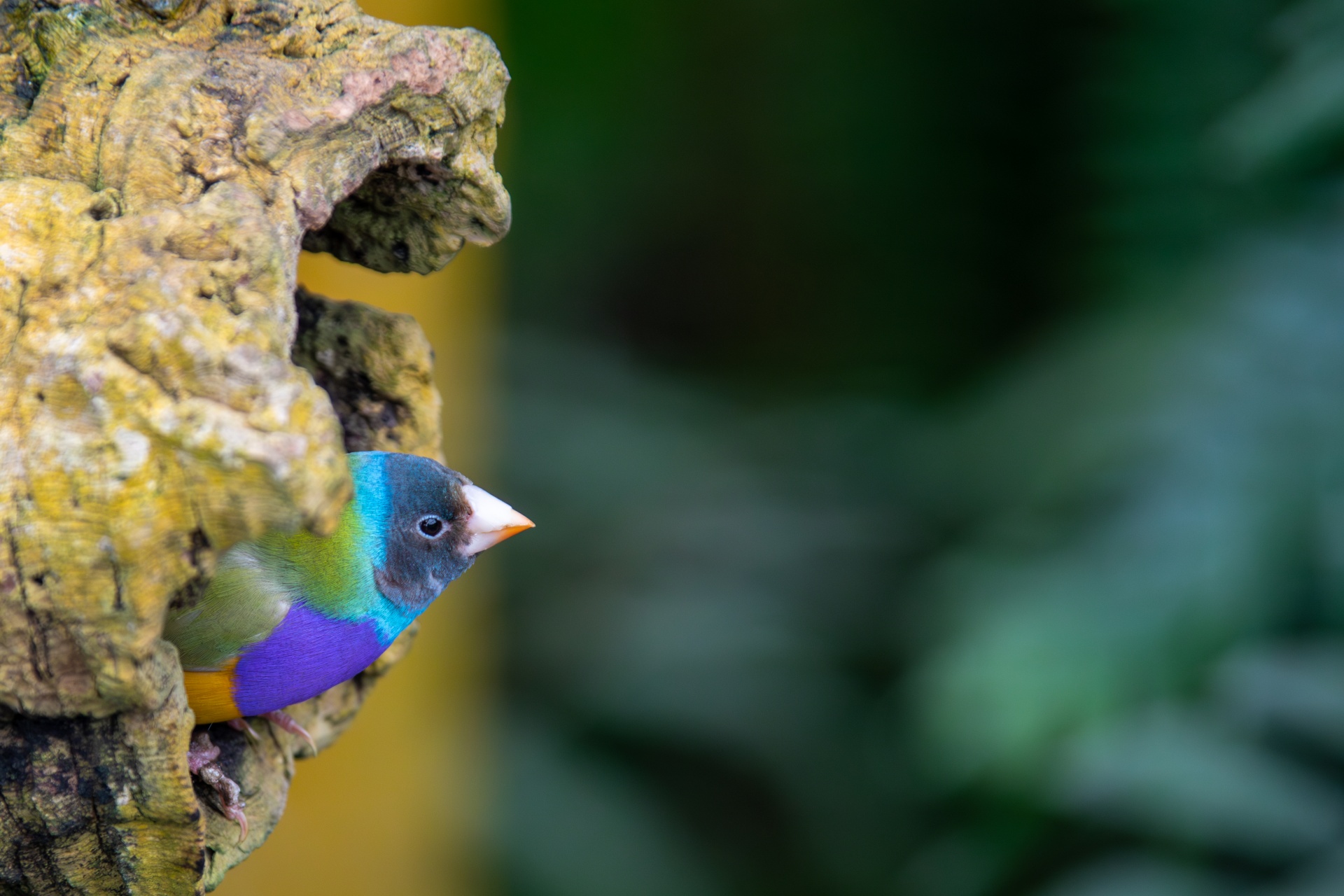 Gouldian Finch Free Stock Photo - Public Domain Pictures