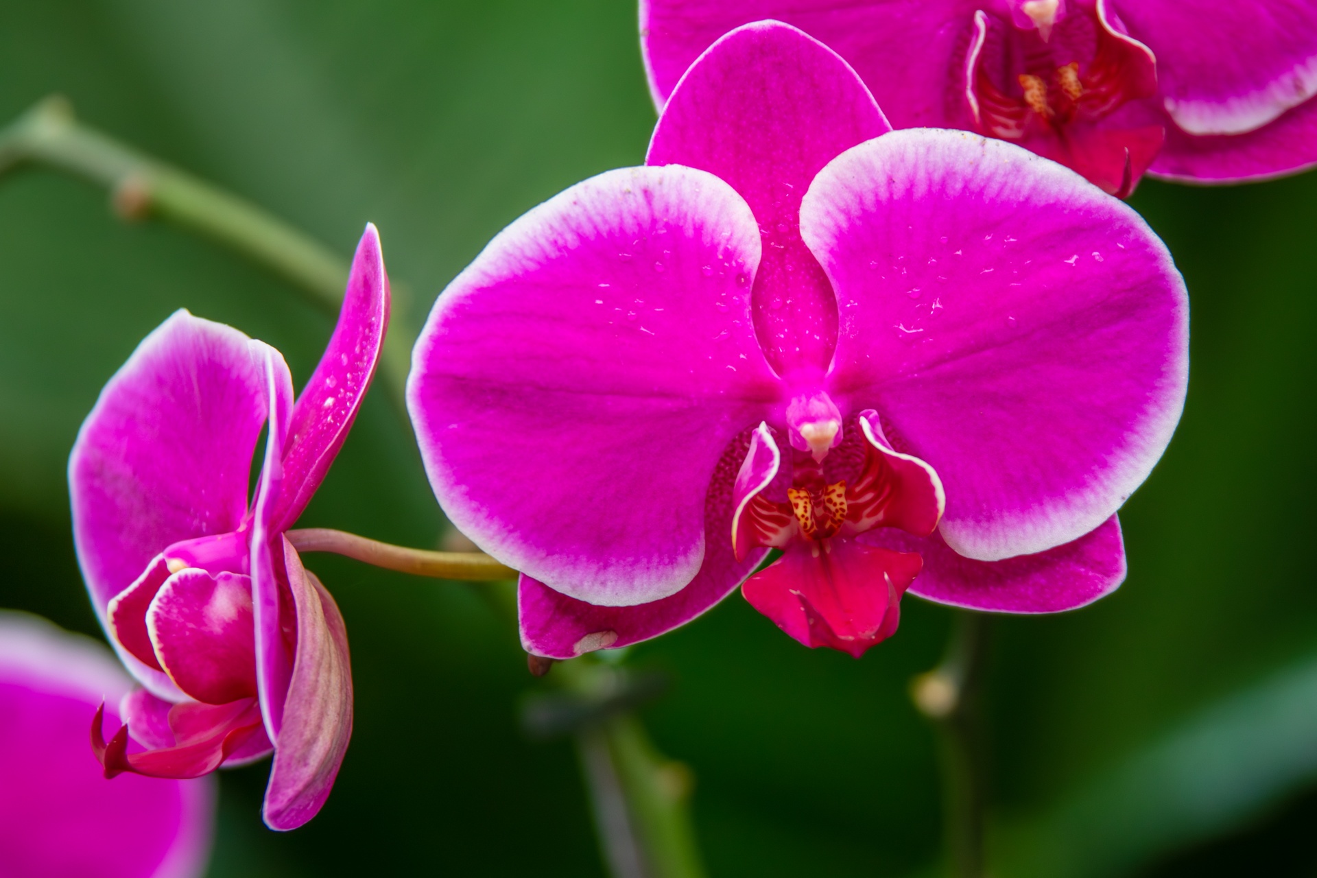 Pink Orchid Free Stock Photo - Public Domain Pictures