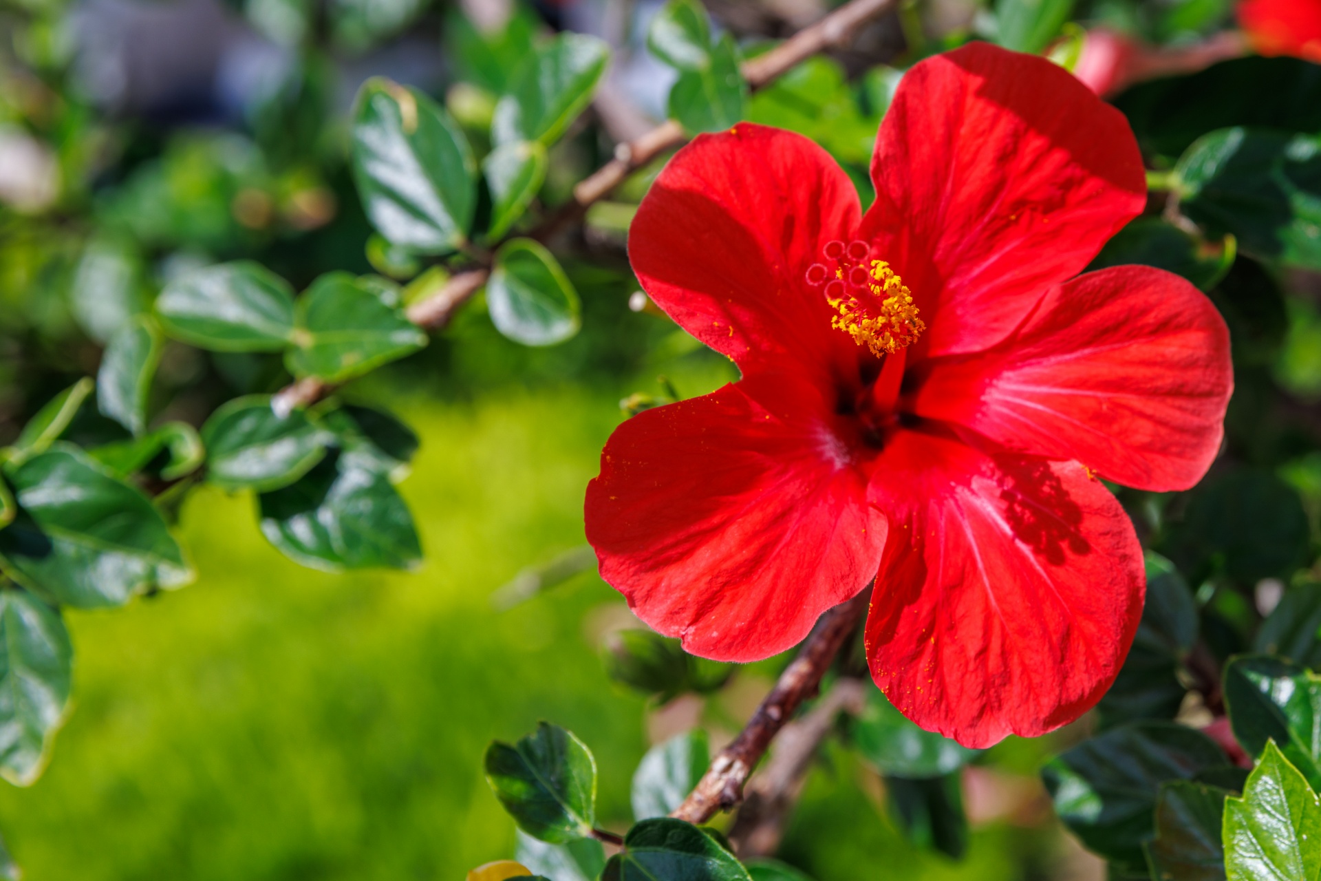 Red Hibiscus Flower Free Stock Photo - Public Domain Pictures
