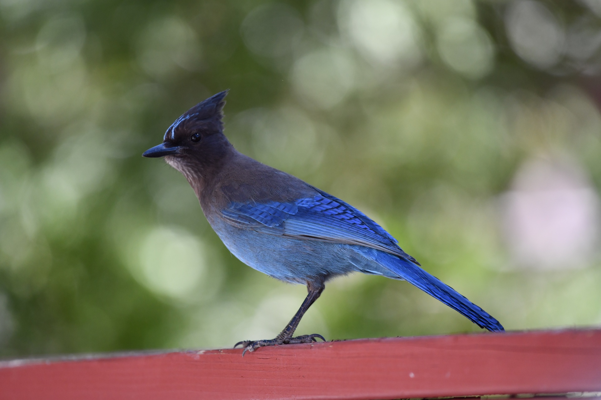 Stellar Jay Free Stock Photo - Public Domain Pictures