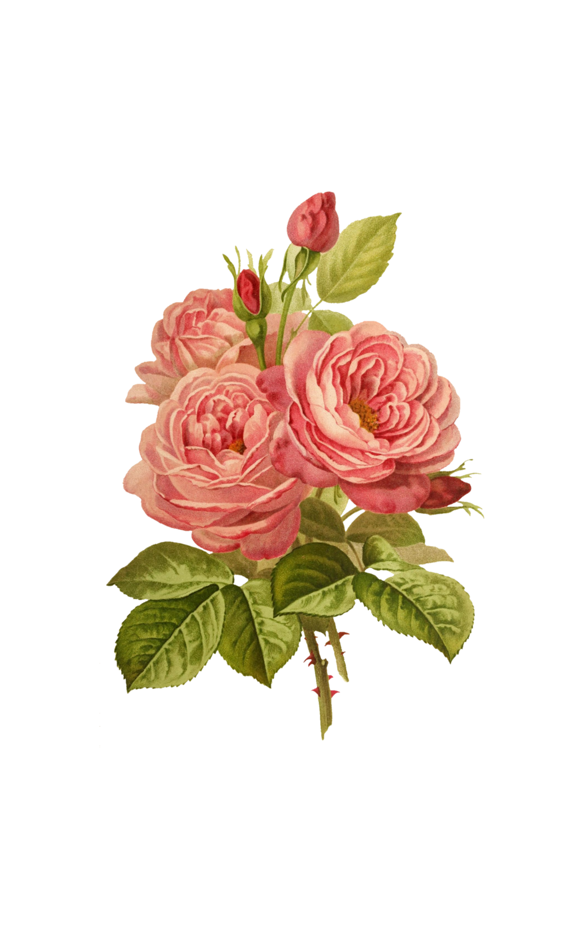Vintage Clipart Flowers Roses Free Stock Photo - Public Domain Pictures