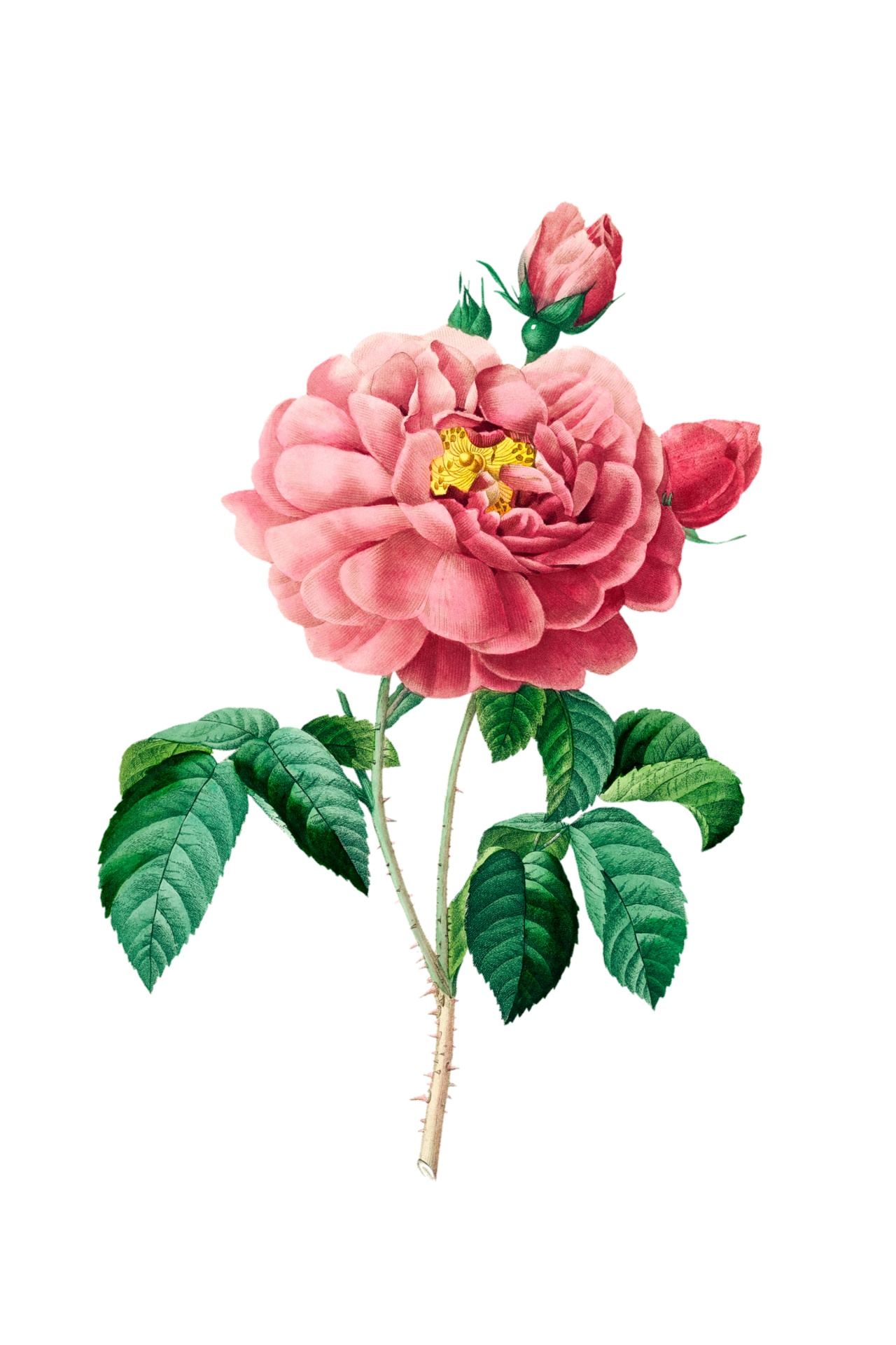 Vintage Illustration Flower Rose Free Stock Photo - Public Domain Pictures