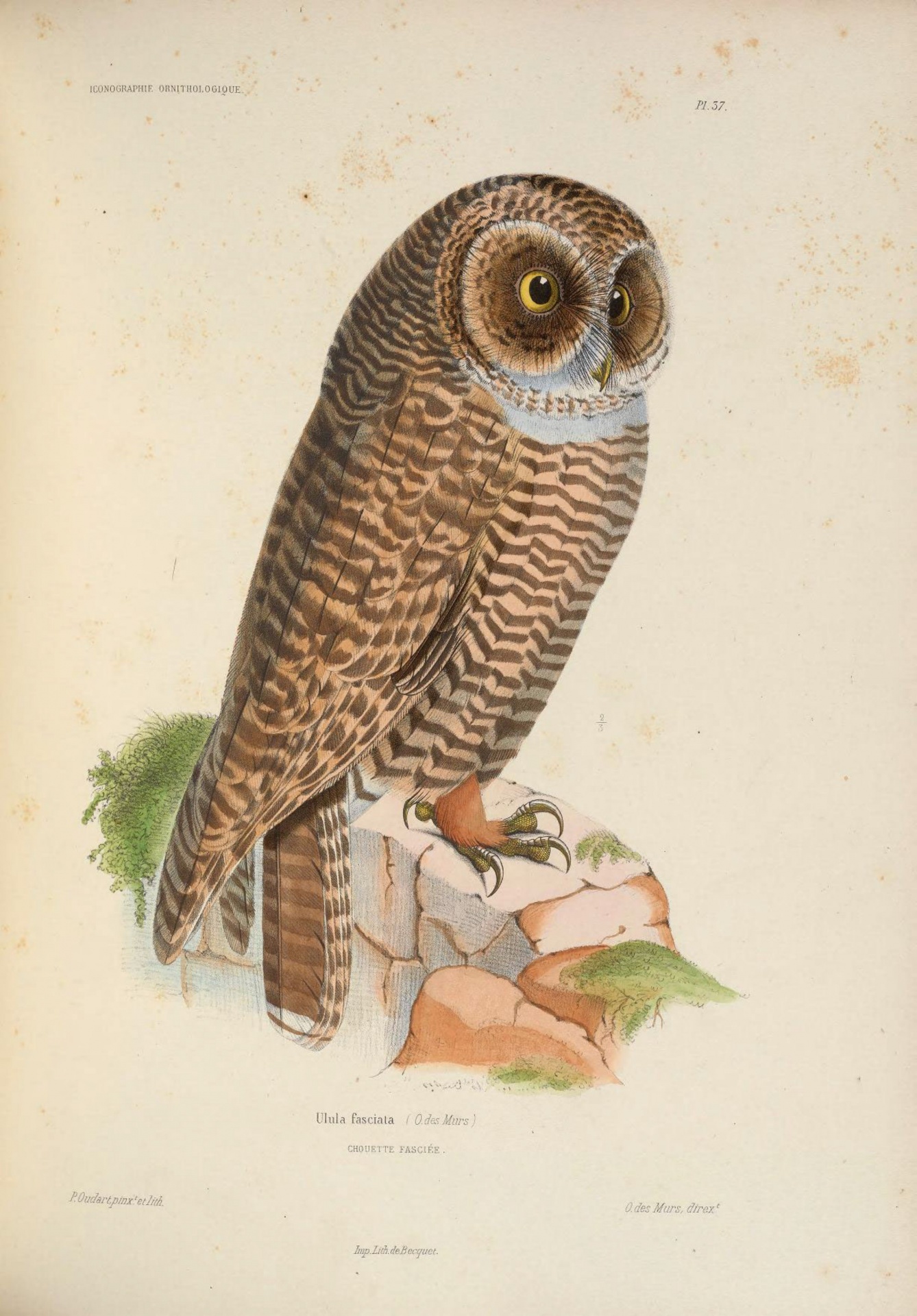 Vintage Illustration Owl Bird Free Stock Photo - Public Domain Pictures