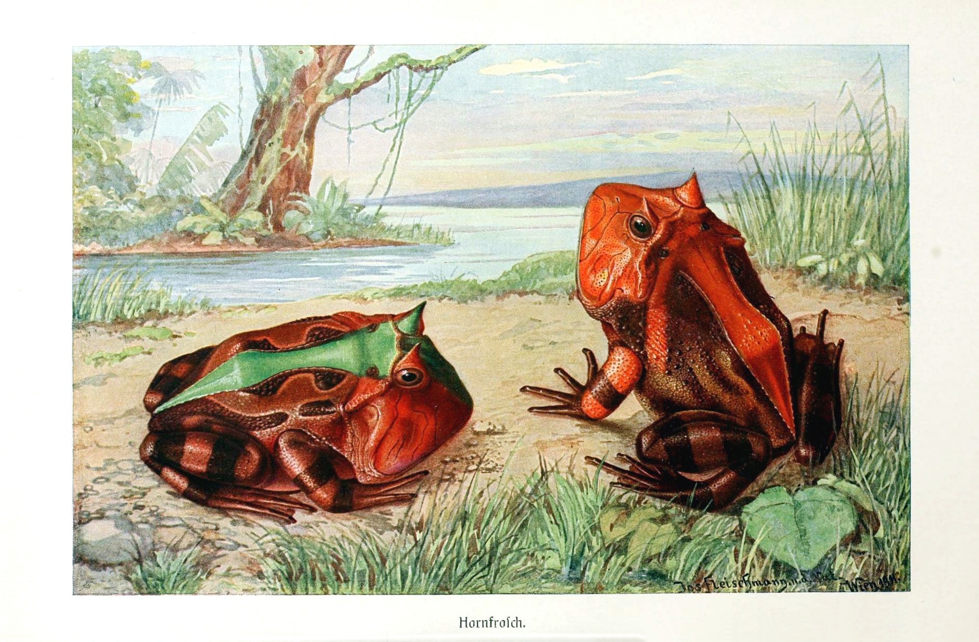 Vintage Illustration Frogs Free Stock Photo - Public Domain Pictures