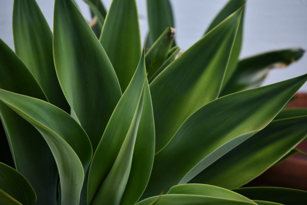 Зеленый фон растения Юкка Бесплатная фотография - Public Domain Pictures