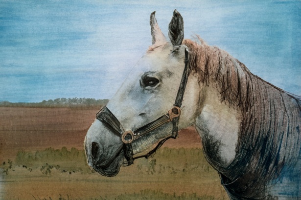 Cabeça De Cavalo Retrato Em Um Céu Nublado De Verão Foto Royalty Free,  Gravuras, Imagens e Banco de fotografias. Image 58973956