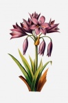 Amaryllis Flowers Vintage