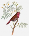 Pták Vintage Art Ilustrace