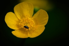 Yellow flower, insect