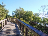 Boardwalk attraverso le mangrovie della 