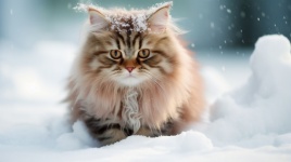Brown kitten in the snow