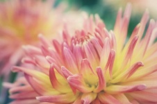 Chrysanthemum Flower Blossom