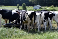 Cows feeding at farm