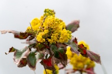 Yellow Flower, Flora, Plant, Nature