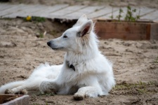 Dog, White Swiss Shepherd