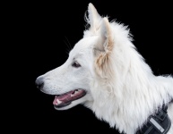 Dog, Swiss white shepherd