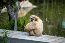 Gibbon-aap met witte handen