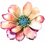 Single Watercolor Flower