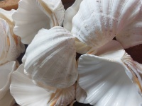 White clam shells