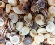 Conchas de caracol de mar