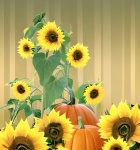 Autumn Pumpkins And Sunflowers