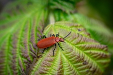 Insecto, escarabajo de fuego cardenal