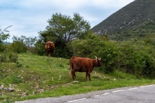Krajobraz, brązowe krowy, bydło