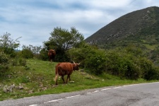 Krajobraz, brązowe krowy, bydło