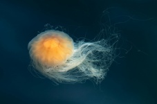 Oroszlánsörény medúza