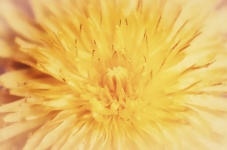 Flor de flor de dente-de-leão