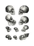 Human monkey skull illustration