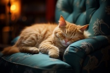 Pisica portocalie adormită