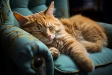 Orange Katze schläft