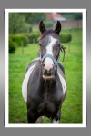 Horse, Frame, Animal Portrait