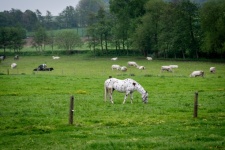 Horse, landscape, meadow, grass