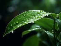 Gouttes de pluie sur feuille verte