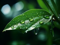 Gouttes de pluie sur feuille verte