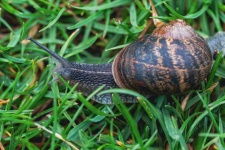 Gastropods, snail shell