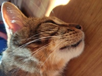 Profilo del gatto soriano