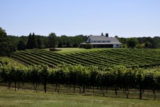 乔治亚州葡萄酒之乡的葡萄园