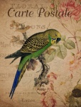 Cartão postal floral vintage de periquit