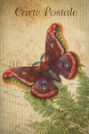 Vintage Art Butterfly Moth