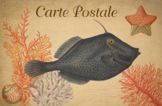 Ryba tropikalna sztuka starodawna