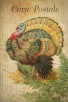 Vintage Postcard Turkey Bird